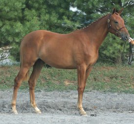 Bacarra - Hunter/Jumper - Windsor Farm