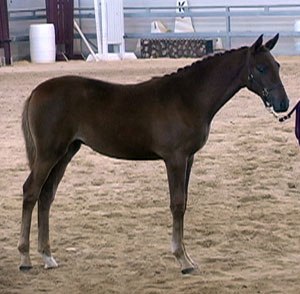 Bacarra - Jumper//Hunter - Windsor Farm