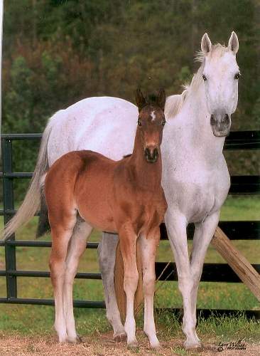 Chance of Rain w/2008 Ragtime Foal - Rico