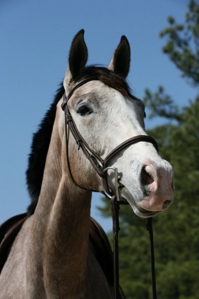 Diva - Windsor Farm Saddlebreds