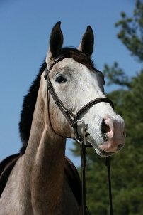 Diva - Windsor Farm Saddlebreds