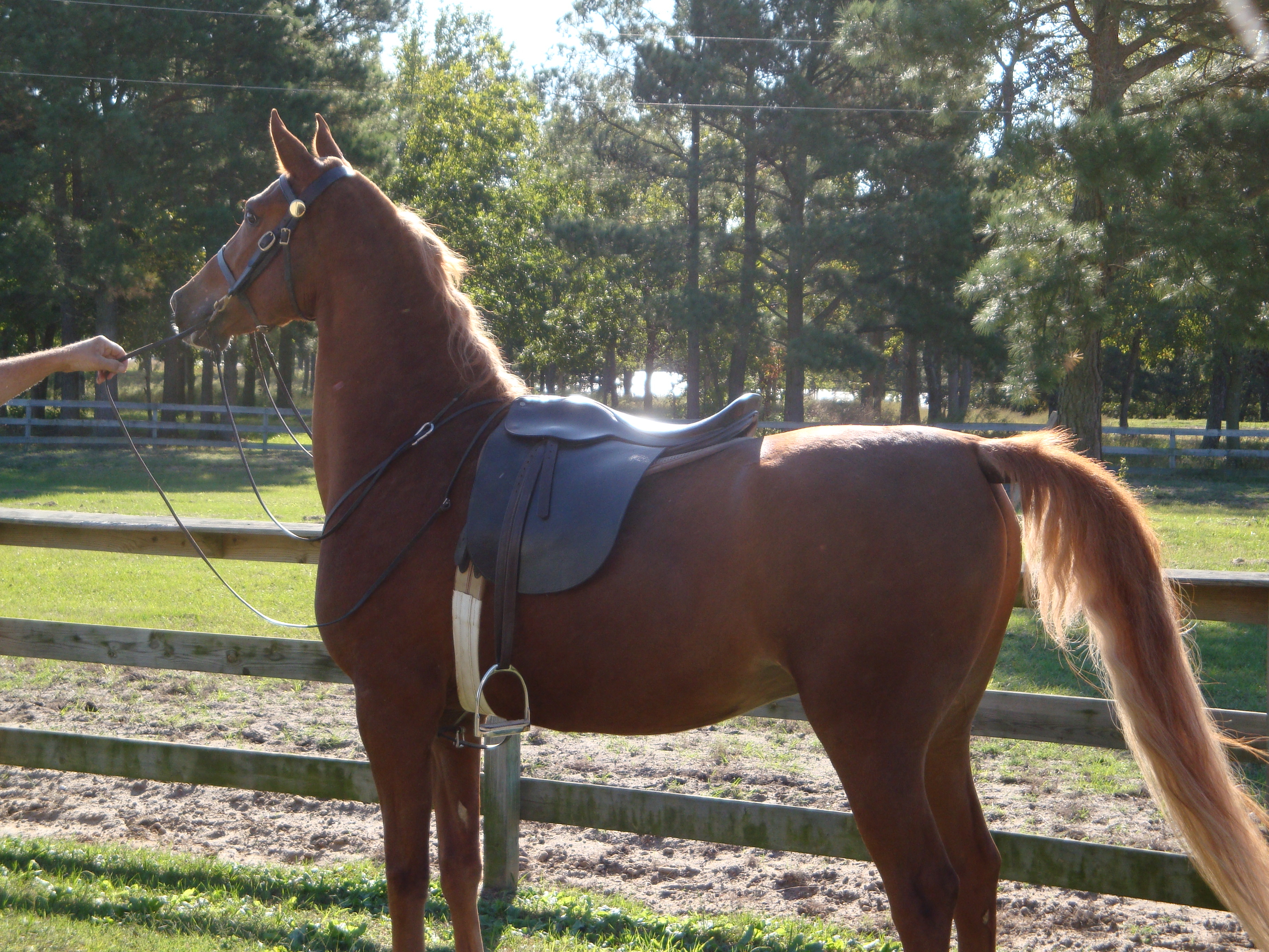 Manhatten Motion - Windsor Farm Saddlebreds