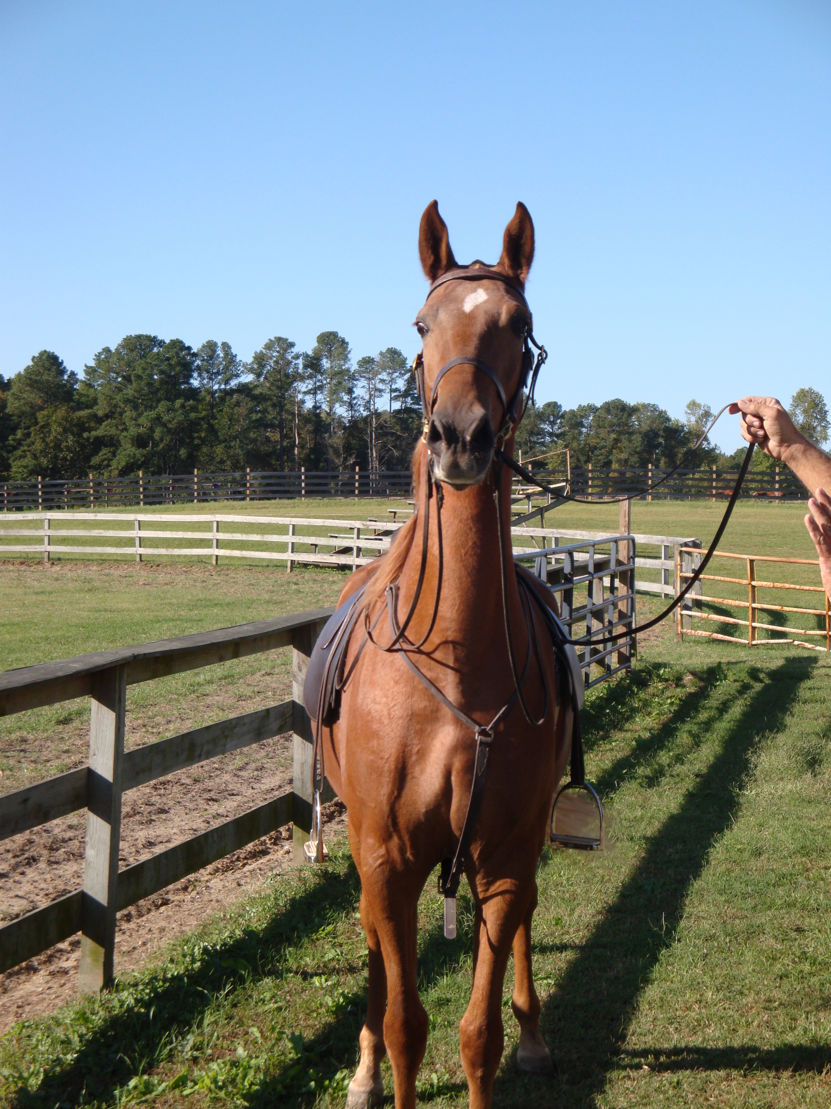 Manhatten Motion - Windsor Farm Saddlebreds