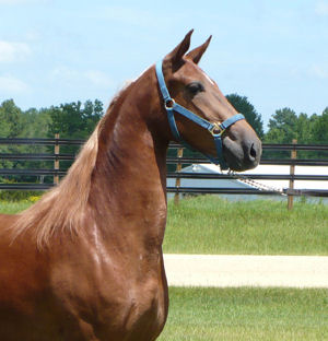 Manhatten Motion - Windsor Farm Saddlebreds