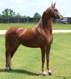 Manhatten Motion - Windsor Farm Saddlebreds
