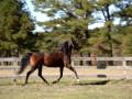 You Tube Videos of our American Saddlebreds for sale