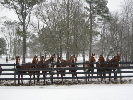 Yearlings in the snow at Windsor Farm