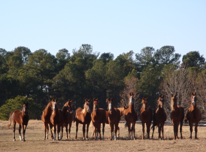 Windsor Farm Yearlings